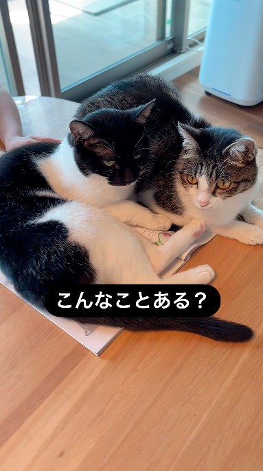 教科書の上に乗る2頭の猫
