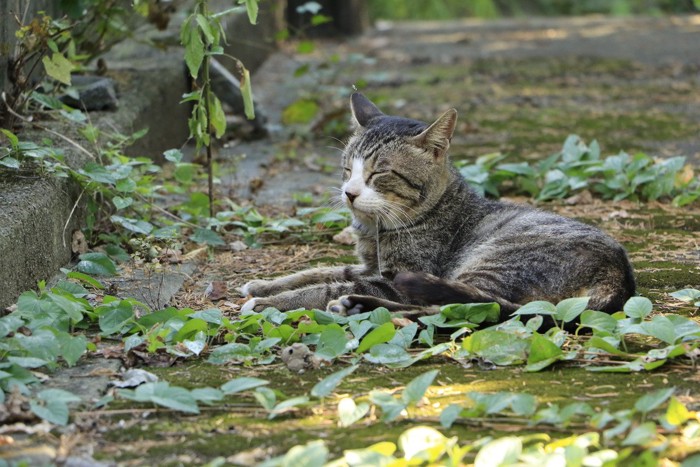 よだれをたらす猫
