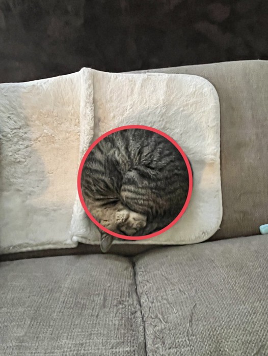 赤い円で囲まれた猫