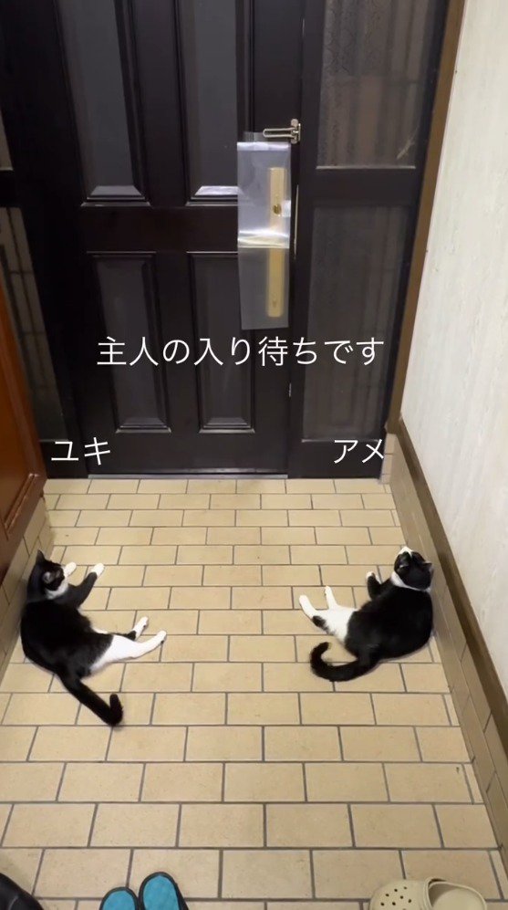 ドアの前に座る2頭の猫