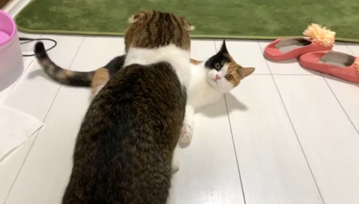 寝転がるぺこ美ちゃんの目の前に座るぽこ太郎くん