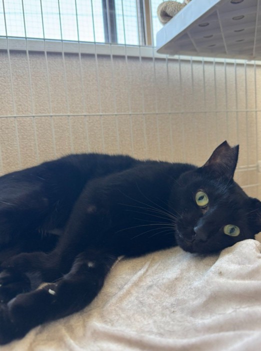 ケージでくつろぐ猫