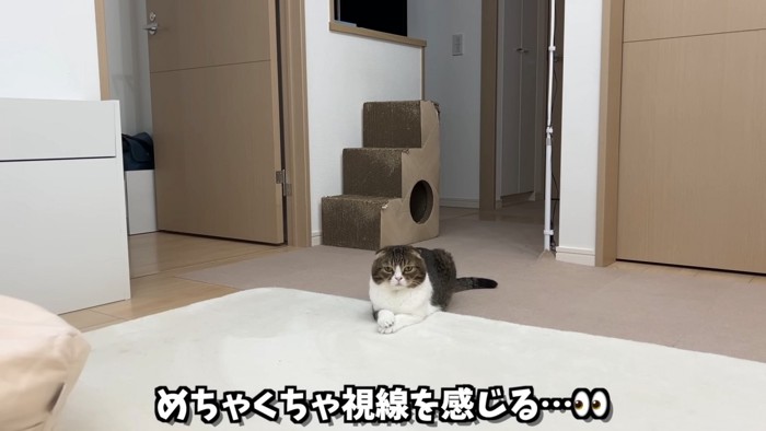 じっと見つめるぽこ太郎くん