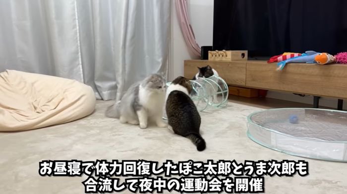 運動会開催
