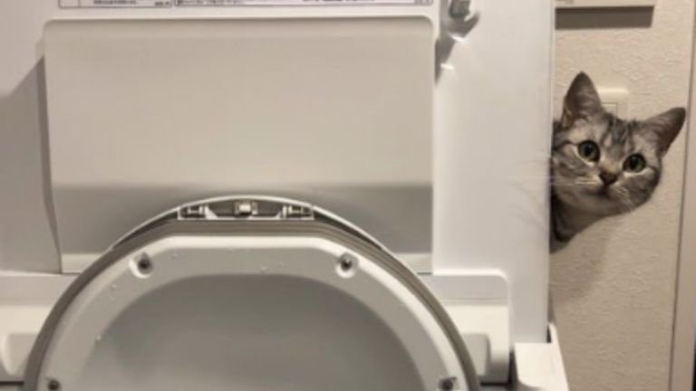 洗濯機の陰にいる猫