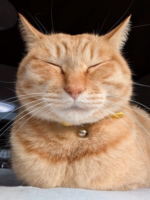 目をつぶって正面向きで座る茶トラ猫