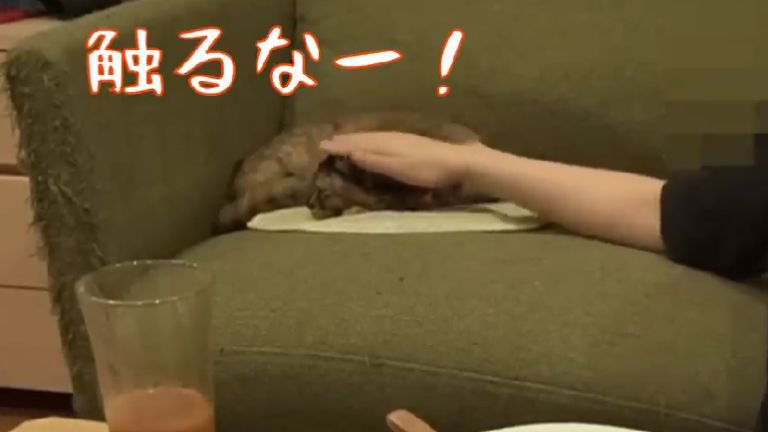 撫でられている猫