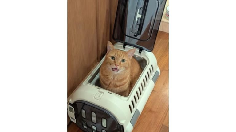 キャリーに入っている猫
