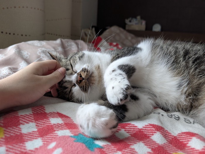 幸せそうな猫