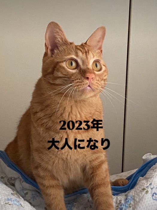 ぽってりとした体の猫