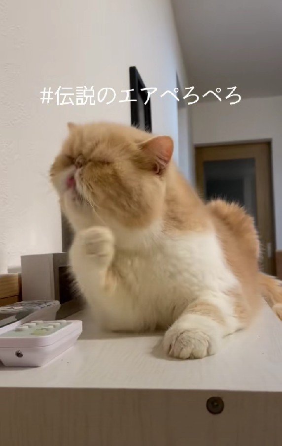 エアぺろぺろをするCoCoちゃん