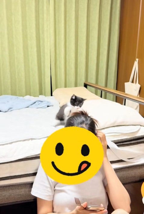 ベッドの上で飼い主さんの髪にじゃれつく子猫とスマホを見る飼い主
