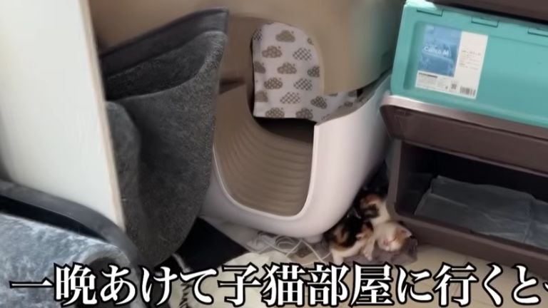 寄り添う子猫たち