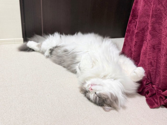 仰向けで寝る猫