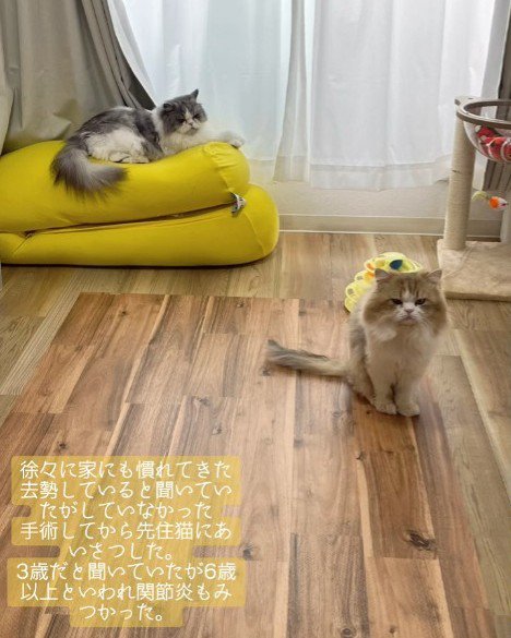 クッションに乗る猫とおすわりする猫