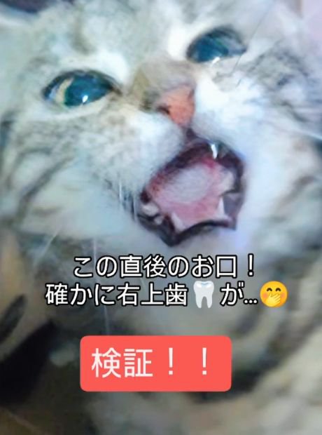 口を大きく開けている猫