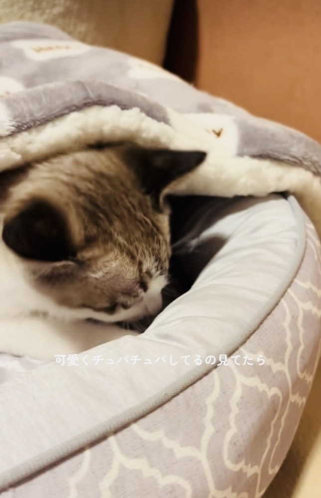 毛布を吸う子猫