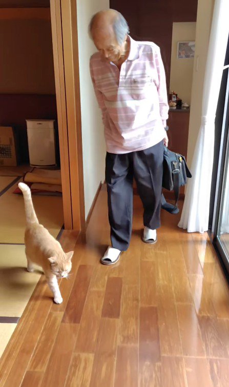 おじいちゃんを誘導する猫