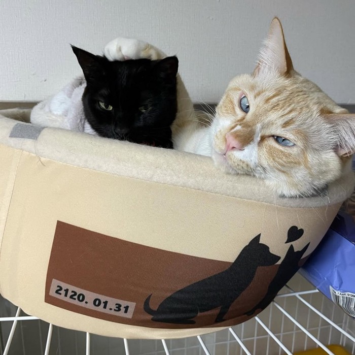 猫ベッドに入る子猫と成猫