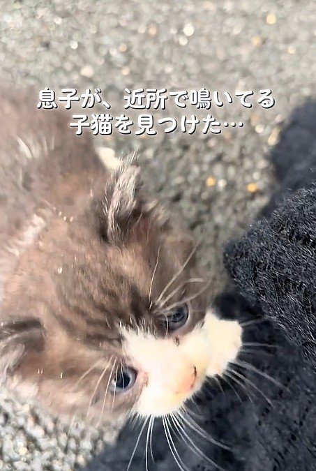 寄ってくる子猫