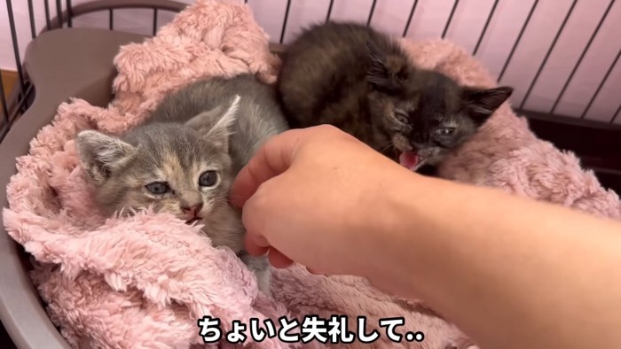 テロップ「ちょいと失礼して..」