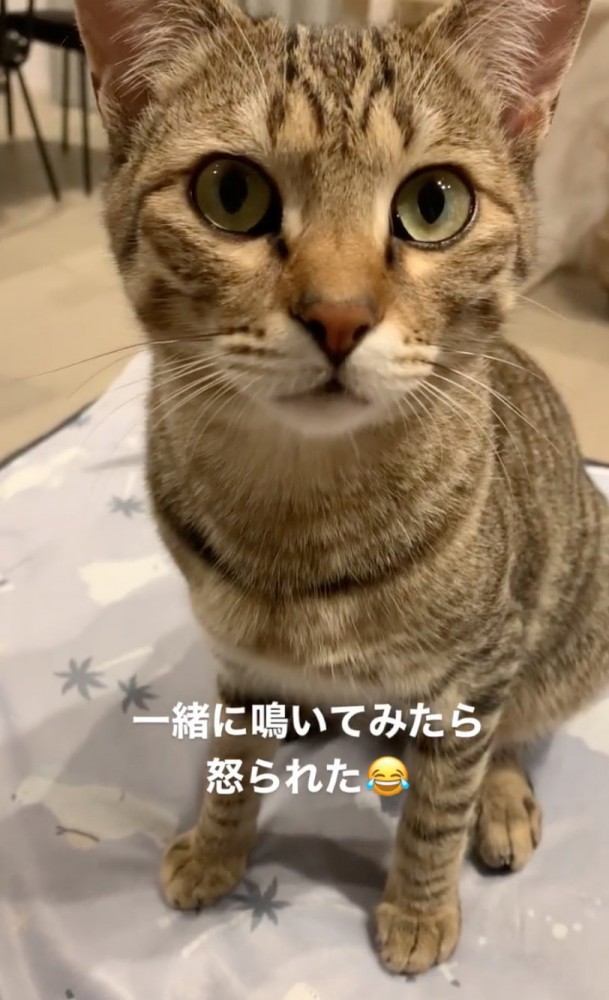 驚く猫