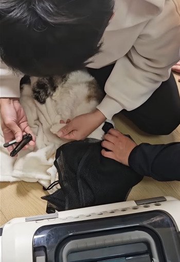 爪を切られる猫