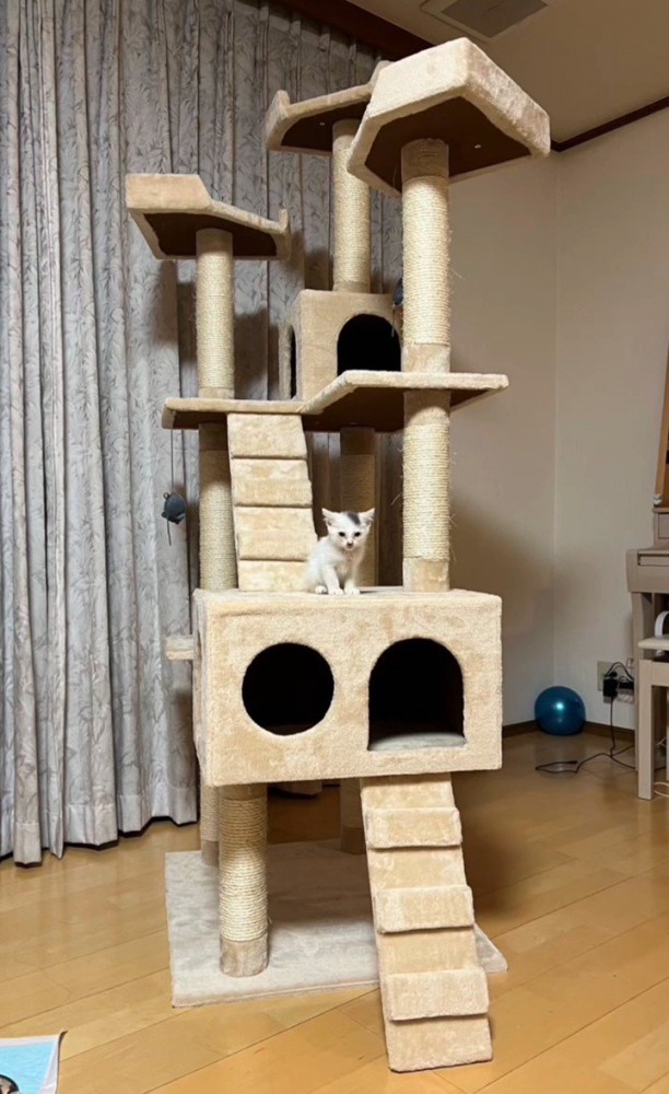 大きなキャットタワーに乗る猫