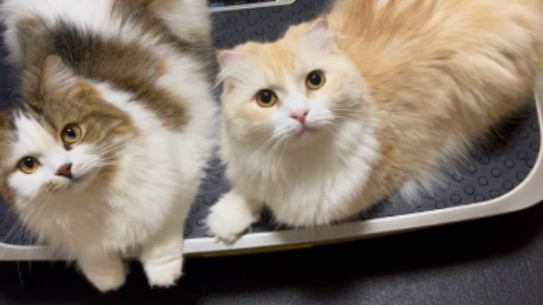 室内にいる猫たち