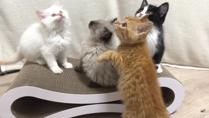 上を見る4匹の猫