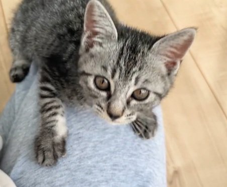 正面を向いている子猫