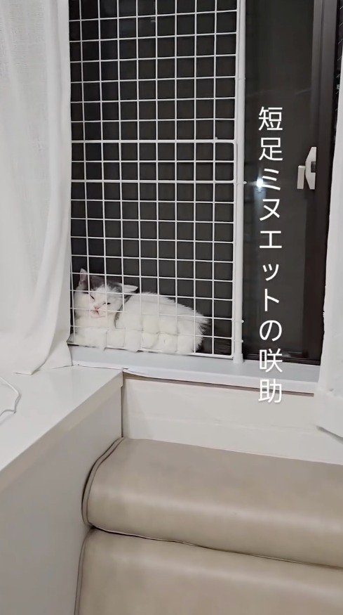 網戸とパネルの間で座っている猫