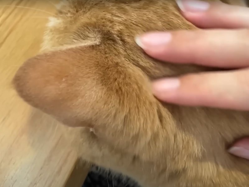 撫でてもらう猫