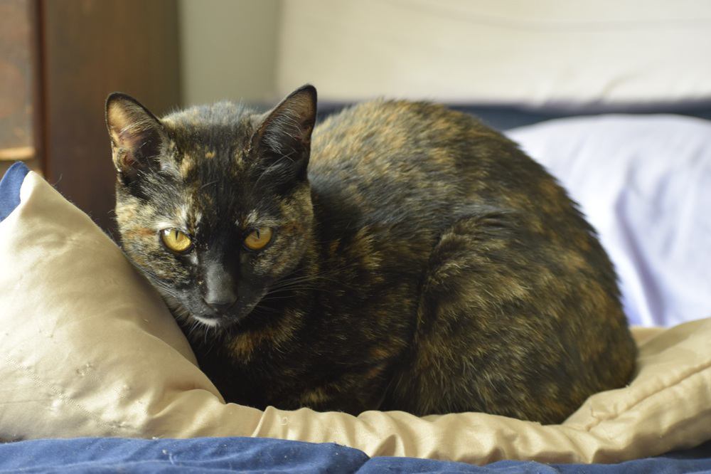 べっこう猫
