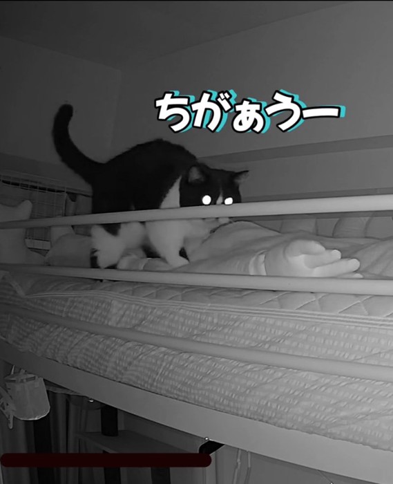 文句を言う猫