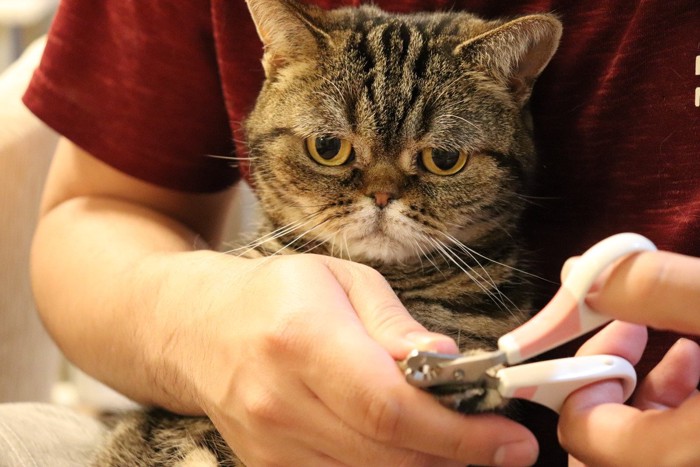 渋々爪を切られる猫