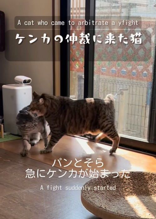 けんかする猫