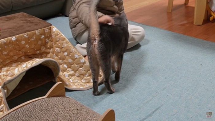 人間になでられる猫