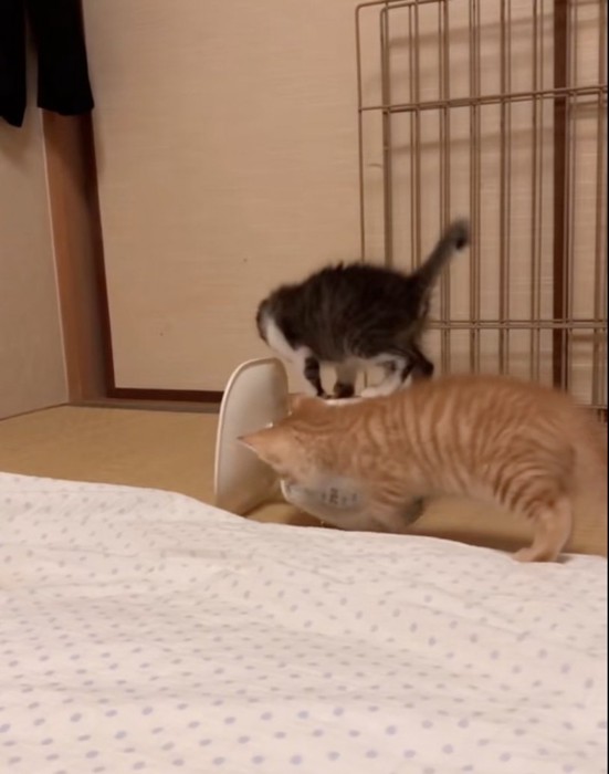 はかりを覗き込む子猫