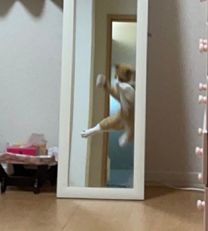 鏡に映る猫