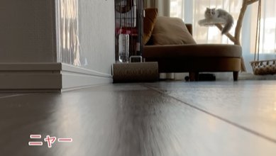 窓際のキャットタワーでのんびりしている猫(ニャ―)