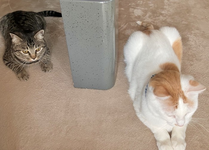 前方に座る茶白猫と後方にかまえるキジトラ