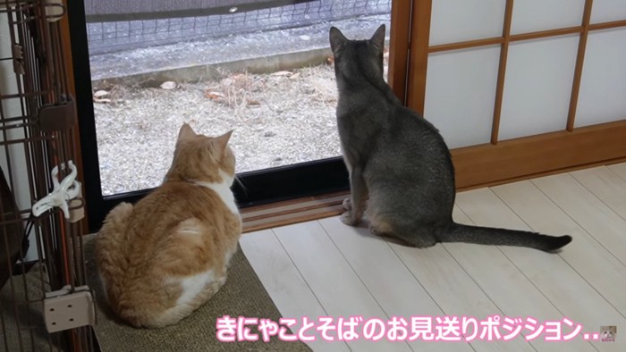 窓から外を見る2匹の猫
