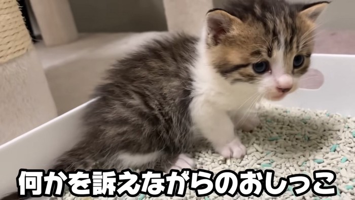 困った顔の子猫