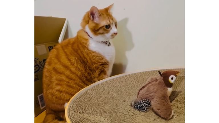 猫と鳥のおもちゃ