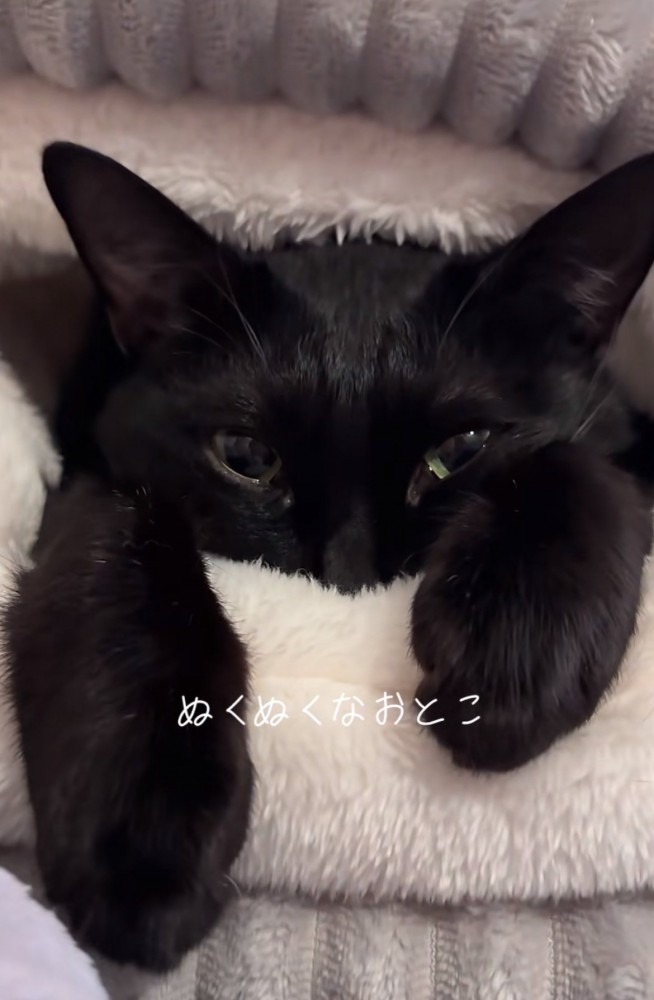 ベッドに入る黒猫（正面からのアングル）