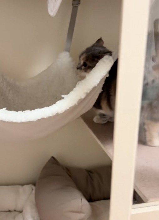 ハンモックを見る子猫