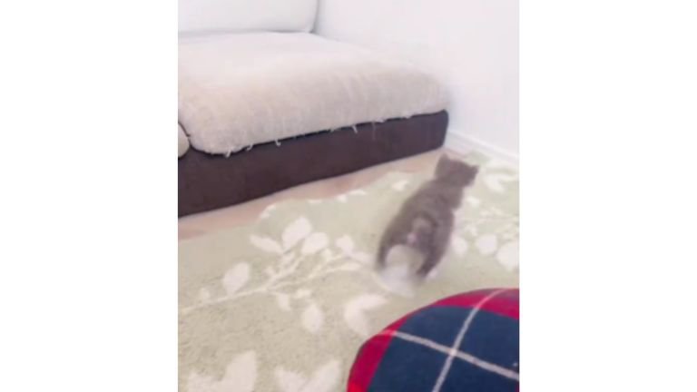 駆け回る子猫