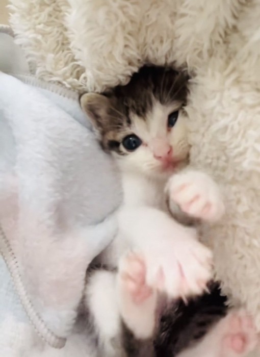 布団の中で寛ぐ子猫