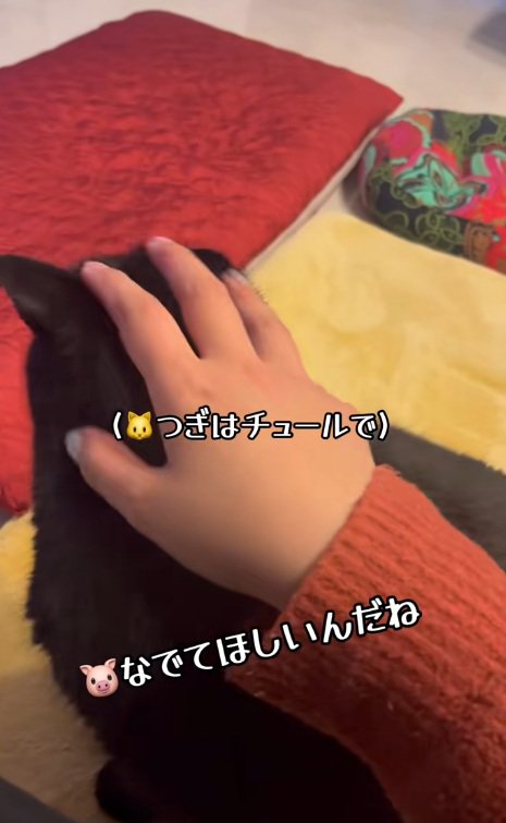 飼い主になでられている黒猫